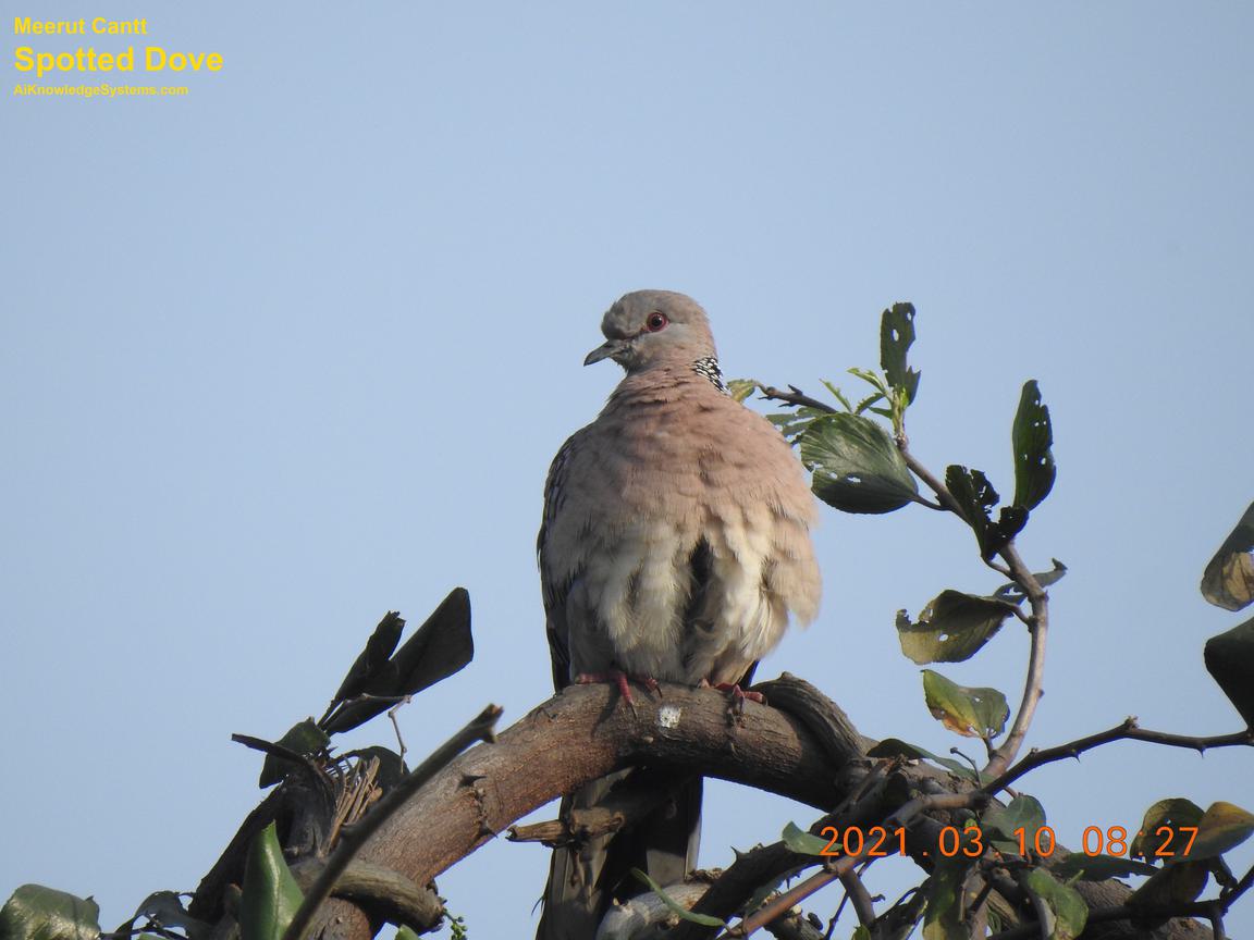 Dove Spotted (118) Coming Soon